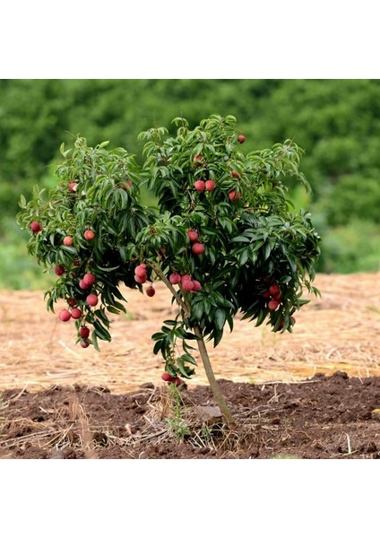 Liçi (Lychee, Litchi) Fidanı 1 YAŞ 20 CM (YERLİ ÜRETİM)