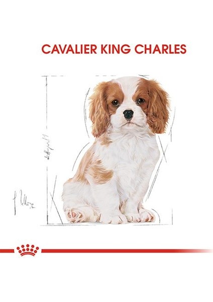 Royal Canin Cavalier King Charles Junior Yavru Köpek Maması 1,5 kg - Lisinya fiyatları