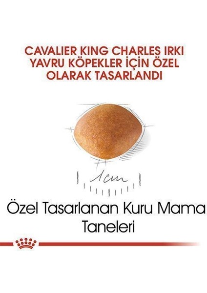 Royal Canin Cavalier King Charles Junior Yavru Köpek Maması 1,5 kg - Lisinya modelleri