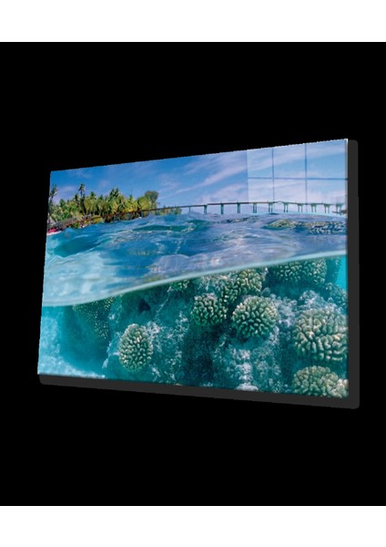 Cam Tablo Sualtı , Marine Life