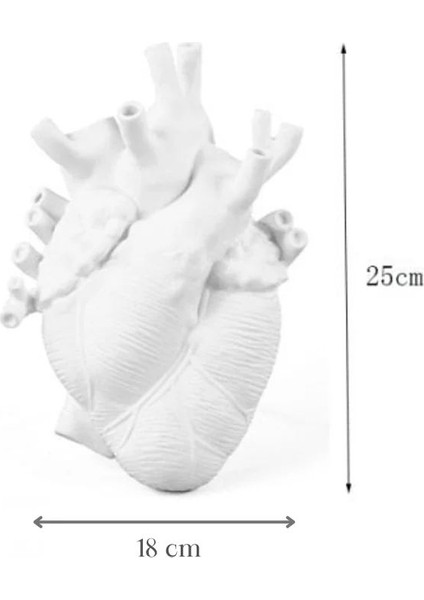 Nil Vera Anatomik Kalp Vazo