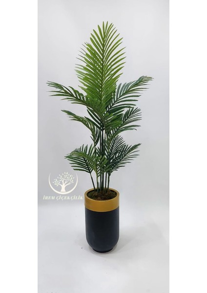 Siyah Gold Darbuka Saksıda 15 Yapraklı Tusem Areka - Premium