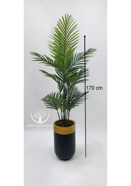 Siyah Gold Darbuka Saksıda 15 Yapraklı Tusem Areka - Premium fiyatları