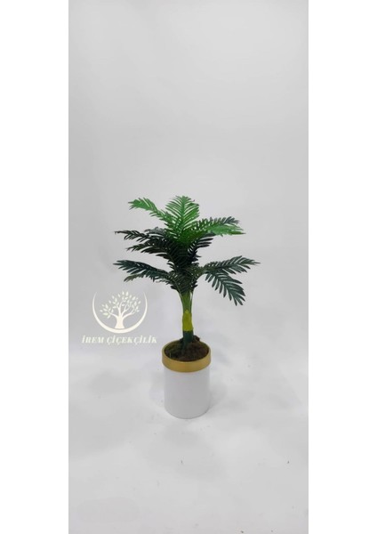 Beyaz Gold Saksıda Küçük Yeni Areka 100 cm - Premium