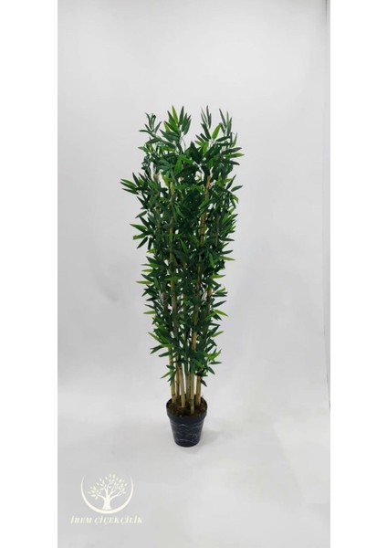 Siyah Plastik Saksıda 7'li Bambu - 170 cm (Premium) fiyatları