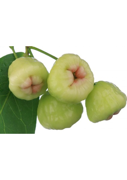 Gül Elması Fidanı (Rose Apple) 3 Yaş 60 cm (Nadir Tür)