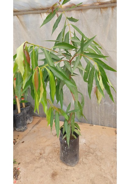 Gül Elması Fidanı (Rose Apple) 3 Yaş 60 cm (Nadir Tür) modelleri