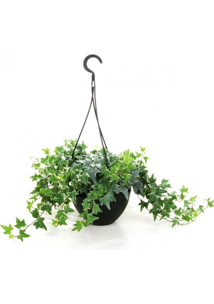 Mini Hedera Alacalı Salon Sarmaşığı- (Hedera Helix Variegata) As
