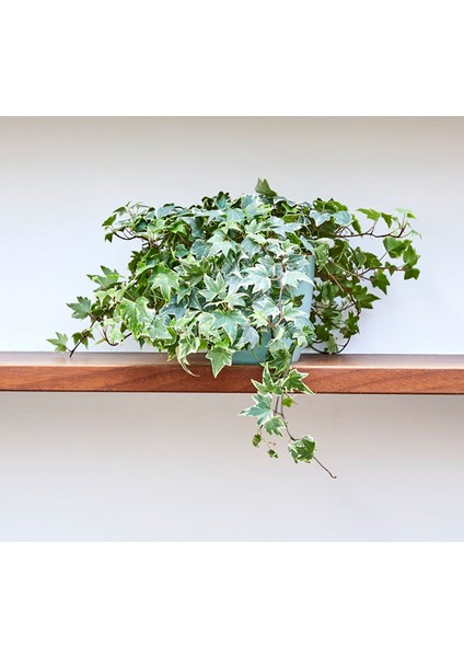 Mini Hedera Alacalı Salon Sarmaşığı- (Hedera Helix Variegata) As