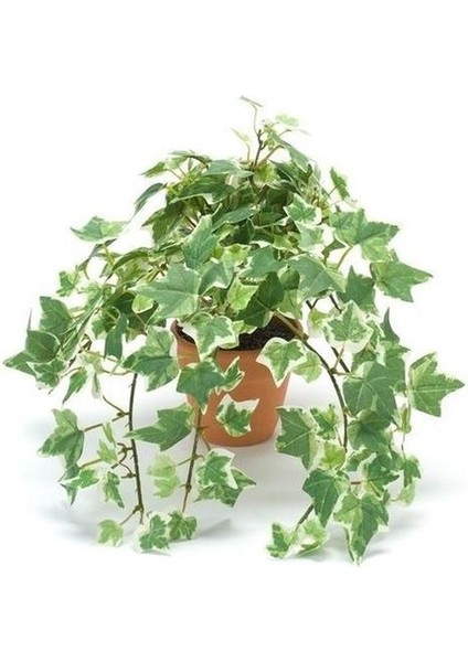 Mini Hedera Alacalı Salon Sarmaşığı- (Hedera Helix Variegata) As