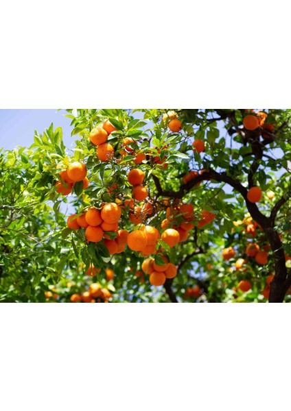 Mandalina Fidanı (Satsuma) 2 Adet - 3 Yaş Aşılı ve Tüplü 100-150