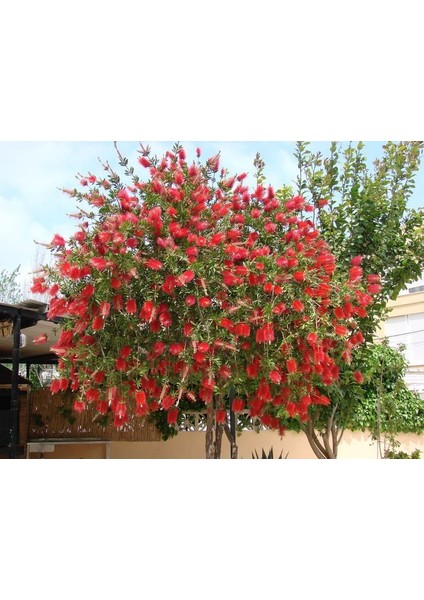 Fırça Çalısı Callistemon 20 - 30 cm
