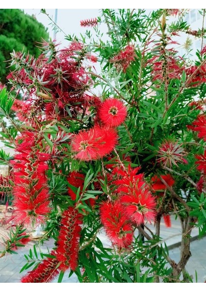 Fırça Çalısı Callistemon 20 - 30 cm