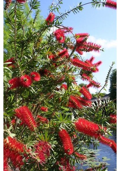 Fırça Çalısı Callistemon 20 - 30 cm