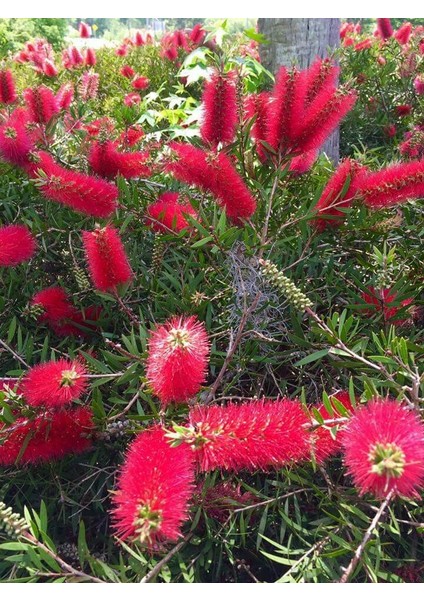 Fırça Çalısı Callistemon 20 - 30 cm