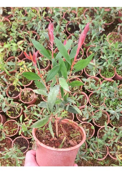 Fırça Çalısı Callistemon 20 - 30 cm