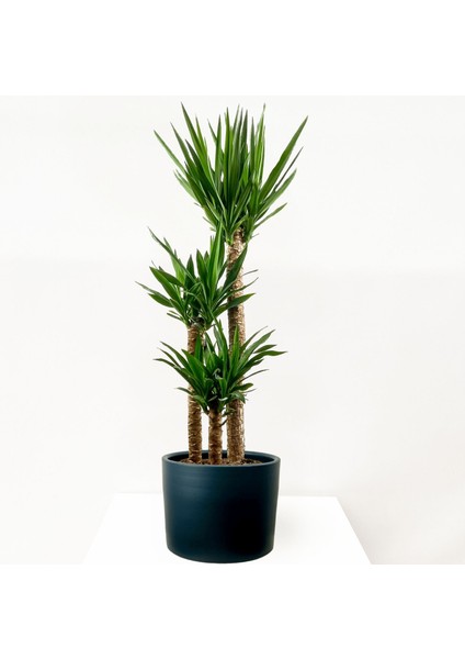 YUKA BİTKİSİ (Yucca Massengena) 3 Gövdeli - Ruby Antrasit Saksılı