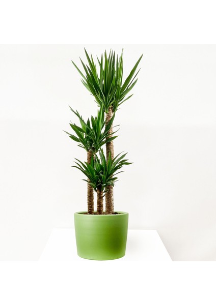 YUKA BİTKİSİ (Yucca Massengena) 3 Gövdeli - Ruby Mint Yeşili Saksılı
