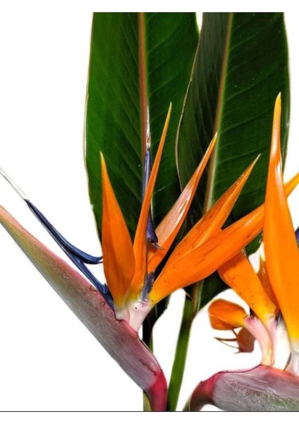 Starliçe (Strelitzia Reginae) Cennet Kuşu Bitkisi 50-70CM Salon Çiçeği