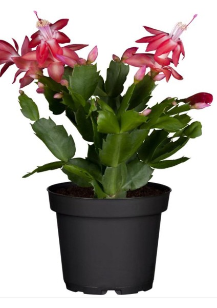 Yılbaşı Çiçeği, Schlumbergera Truncata Kırmızı