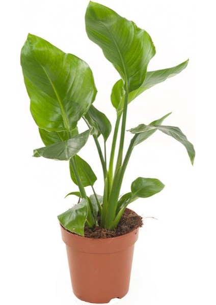 Mini Boy Strelitzia Starliçe Cennet Kuşu Çiçeği 15-30 cm 1 Adet Saksılı