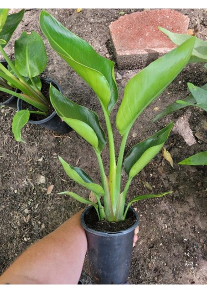Bodur Starliçe Çiçeği Turuncu Cennet Kuşu 20-45 cm (Strelitzia Reginae) modelleri