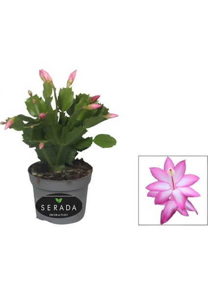 Pembe Renk Yılbaşı Çiçeği Saksılı 10-15 cm 1 Adet Schlumbergera Truncata