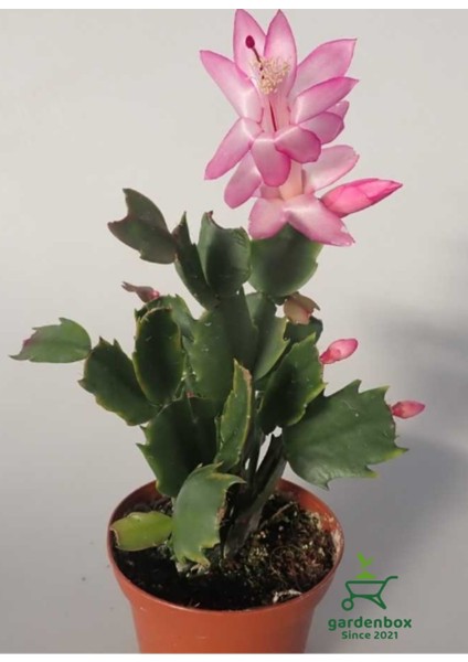 Pembe Renk Yılbaşı Çiçeği Saksılı 10-15 cm 1 Adet Schlumbergera Truncata fiyatları