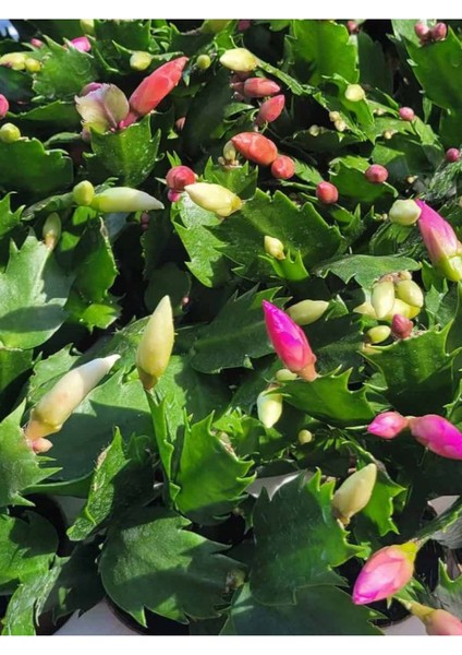 Pembe Renk Yılbaşı Çiçeği Saksılı 10-15 cm 1 Adet Schlumbergera Truncata modelleri