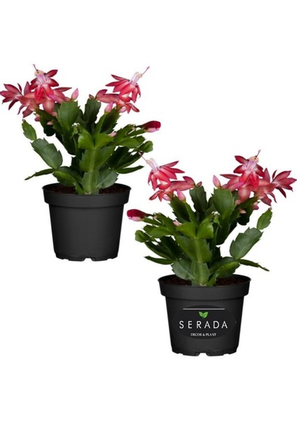 Yılbaşı Çiçeği Kırmızı 2 Adet 10-20 cm Schlumbergera Truncata