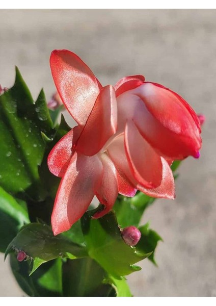 Yılbaşı Çiçeği Kırmızı 2 Adet 10-20 cm Schlumbergera Truncata modelleri