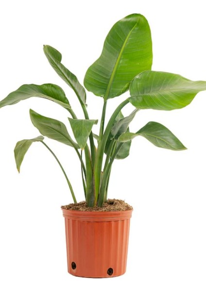 Starliçe Beyaz Cennet Kuşu Mini Boy 25-45CM (Strelitzia Nicolai)