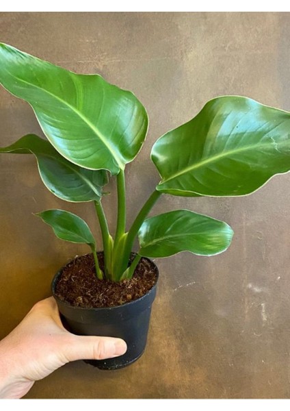Mini Boy Starliçe Cennet Kuşu 25-40CM Strelitzia Reginae