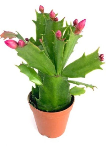 Kırmızı Renk Yılbaşı Çiçeği Schlumbergera Truncata 1 Adet Saksılı