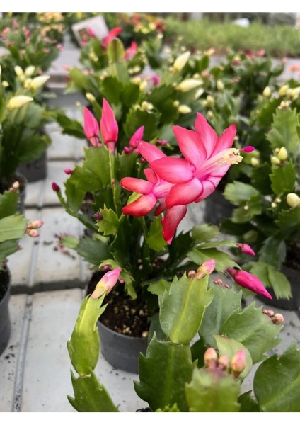 Kırmızı Renk Yılbaşı Çiçeği Schlumbergera Truncata 1 Adet Saksılı fiyatları