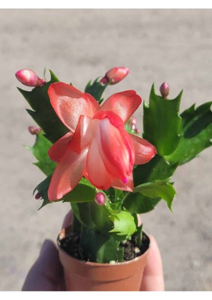 Kırmızı Renk Yılbaşı Çiçeği Schlumbergera Truncata 1 Adet Saksılı modelleri