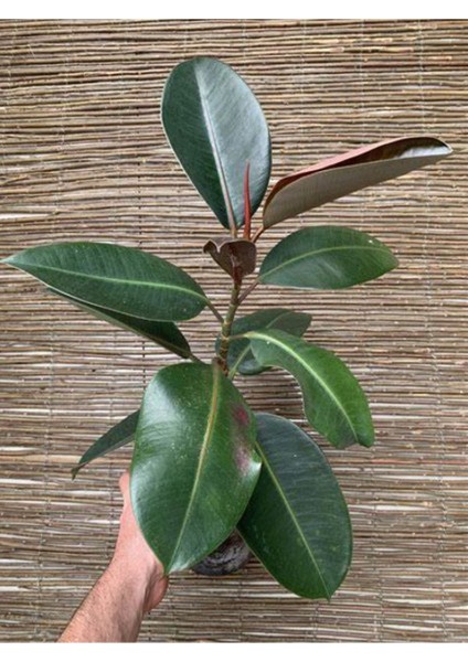 Kauçuk Bitkisi Yeni Açmış Yapraklı Gerçek Canlılık 20-45CM Ficus Elastica