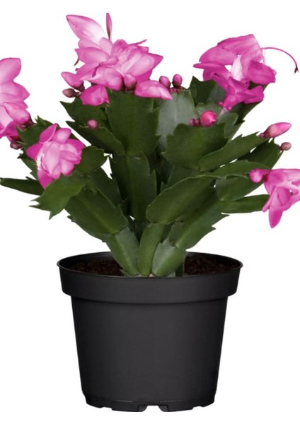 Pembe Renk Saksılı 1 Adet Yılbaşı Çiçeği Pink Schlumbergera Truncata