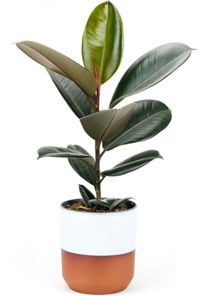 Kauçuk - Ficus Elastica Robusta Canlı Salon Bitkisi 20-45CM