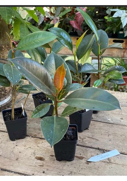 Kauçuk - Ficus Elastica Robusta Canlı Salon Bitkisi 20-45CM