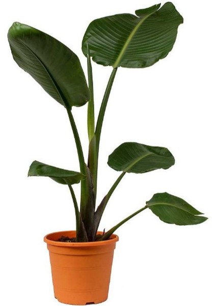 Orta Boy Starliçe Üretim Saksılı Strelitzia Nicolai 50-70 cm Salon Çiçeği modelleri
