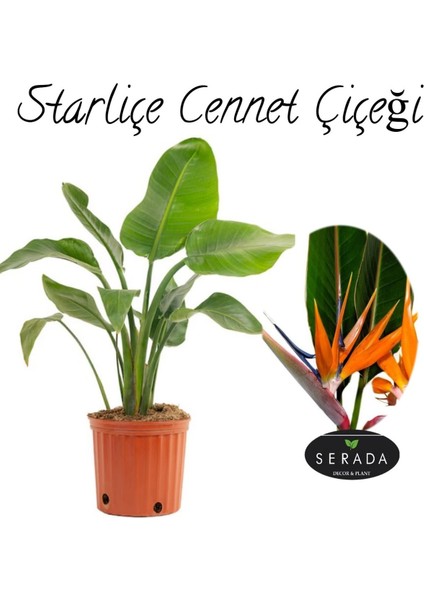 Starliçe (Strelitzia Reginae) Cennet Kuşu Bitkisi 50-70 cm Salon Çiçeği