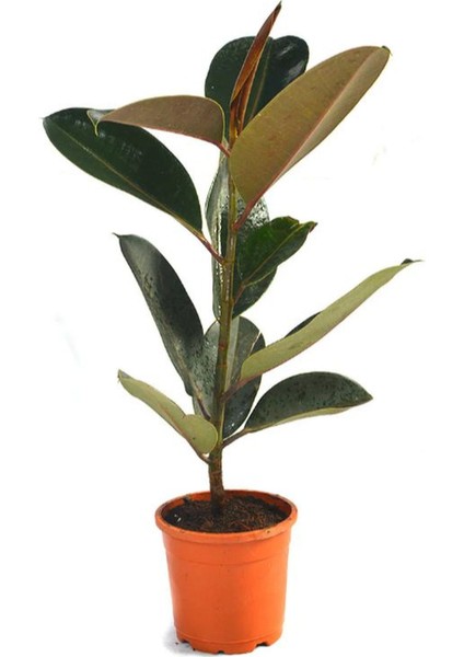 Ficus Elastica Robusta Yeşil Yaprak Kauçuk Ev Ofis Bitkisi 20-45CM