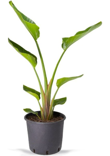 Starliçe Mini Boy 15-30 cm Saksılı Ofis Salon Çiçeği Cennet Kuşu Çiçeği