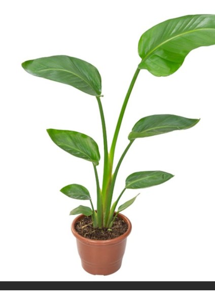 Starliçe Mini Boy 15-30 cm Saksılı Ofis Salon Çiçeği Cennet Kuşu Çiçeği fiyatları