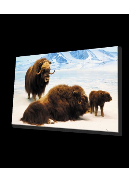 Misk Öküzü Hayvan Cam Tablo