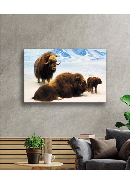 Misk Öküzü Hayvan Cam Tablo fiyatları