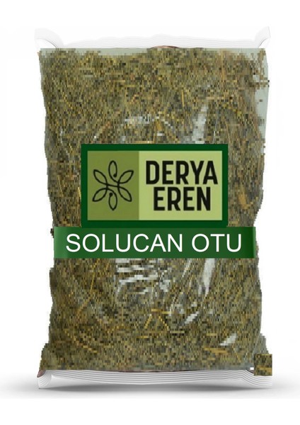Solucan Otu Tanacetum Vulgare 500G