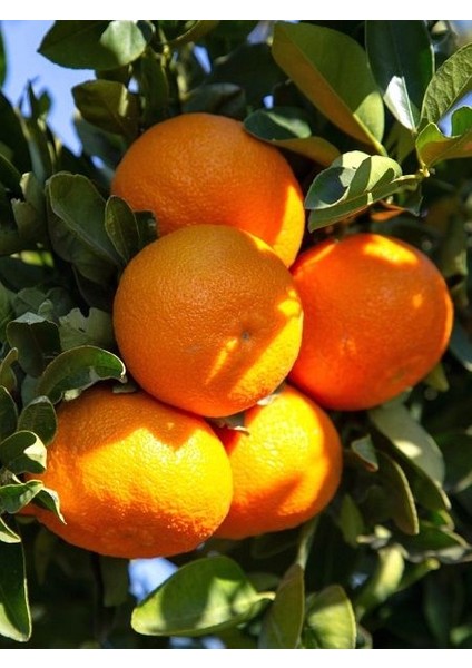 Mandalina Fidanı Bodrum Citrus reticulata, +120 cm, +4 Yaş, tüplü