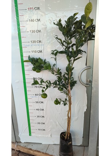 Mandalina Fidanı Bodrum Citrus reticulata, +120 cm, +4 Yaş, tüplü